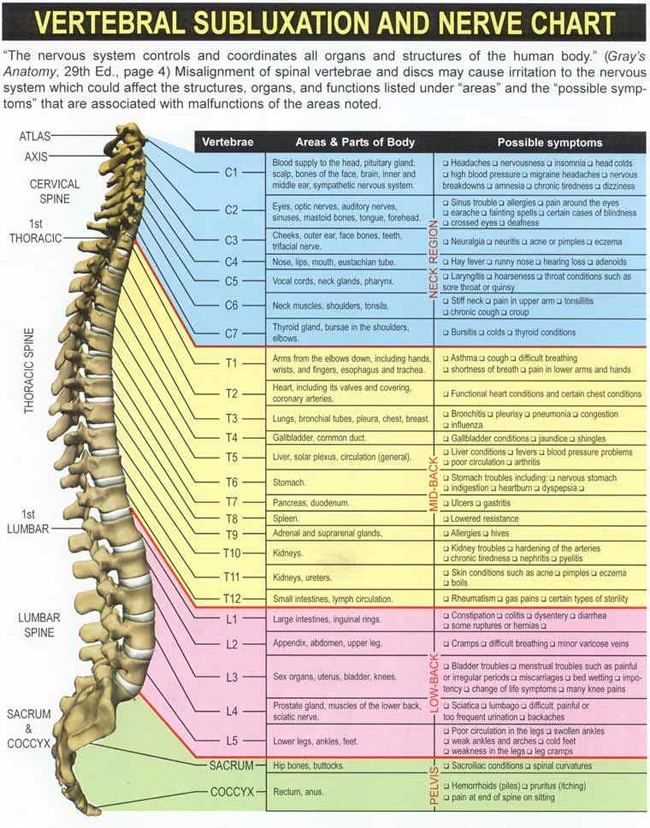 spinechart